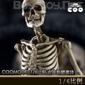 ֻCOOMODEL (BS011) 1/6  ȫϽ